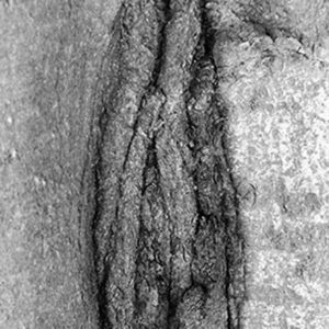 Fotografia Armando Pezzarossa 5