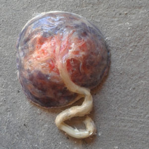 Scultura - Ottavia Paraboschi 4